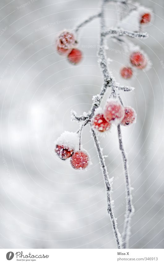Raureif Frucht Winter Eis Frost Schnee kalt gefroren Winterstimmung Hagebutten Ast rot Farbfoto Außenaufnahme Nahaufnahme Detailaufnahme Menschenleer