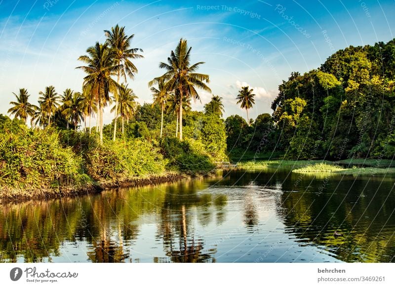 spiegeleigeschichten Idylle Paradies fantastisch Asien Pflanze Menschenleer exotisch Sonnenlicht außergewöhnlich erholen genießen traumhaft Spiegelung