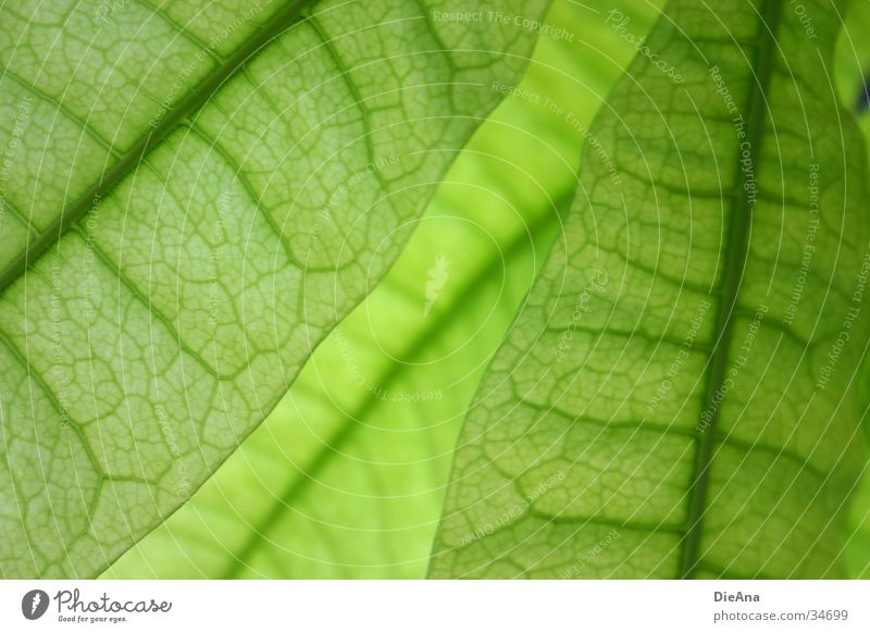 Grüne Zellen (3) Leben Natur grün Zimmerpflanze durchscheinend Gefäße blattstruktur durchsichtig überlappen cells pattern overlap leaves leaf Farbfoto