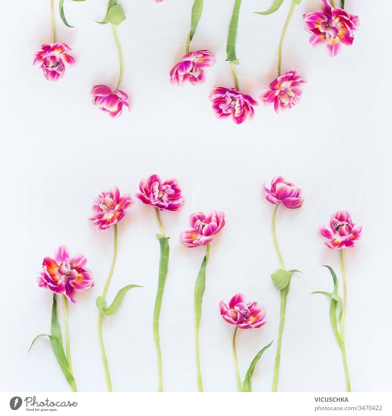 Reizende Rahmenkomposition aus rosa Tulpen auf weißem Hintergrund. Ansicht von oben. Flach gelegt. Hübsches Layout. Abstrakter Frühling. Muttertag oder Schönheit