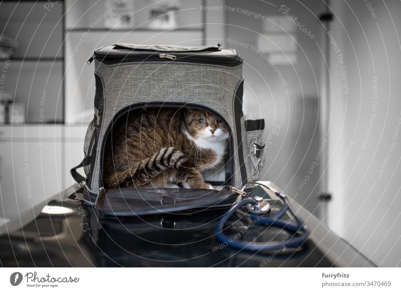 Katze versteckt sich in Transport Tasche beim Tierarzt prüfen Gesundheitswesen Veterinär Prüfung krank Klinik Arzt Stethoskop medizinisch weiß Rassekatze