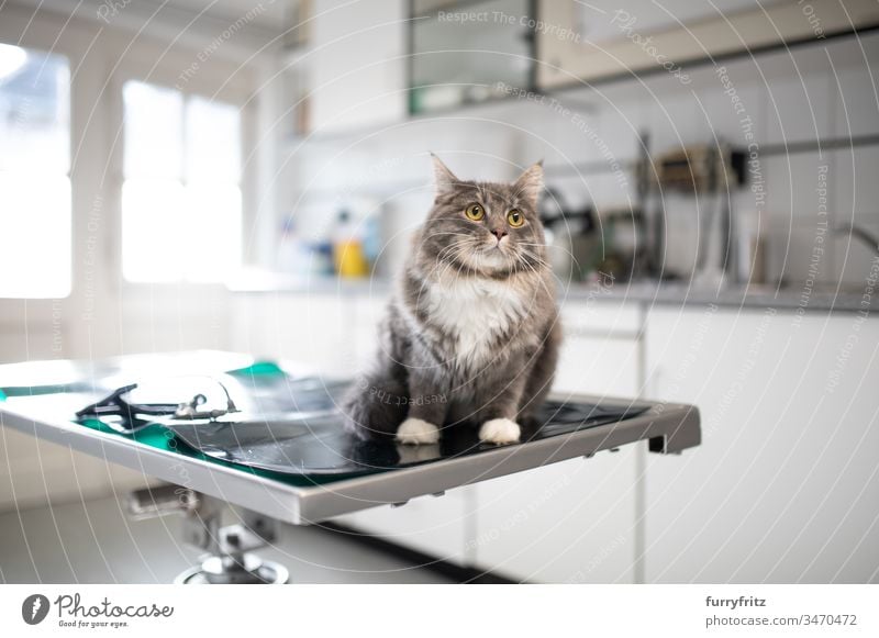 Maine Coon Katze sitzt auf dem Operationstisch beim Tierarzt prüfen Gesundheitswesen Veterinär Prüfung krank Klinik Arzt medizinisch weiß Rassekatze Haustiere