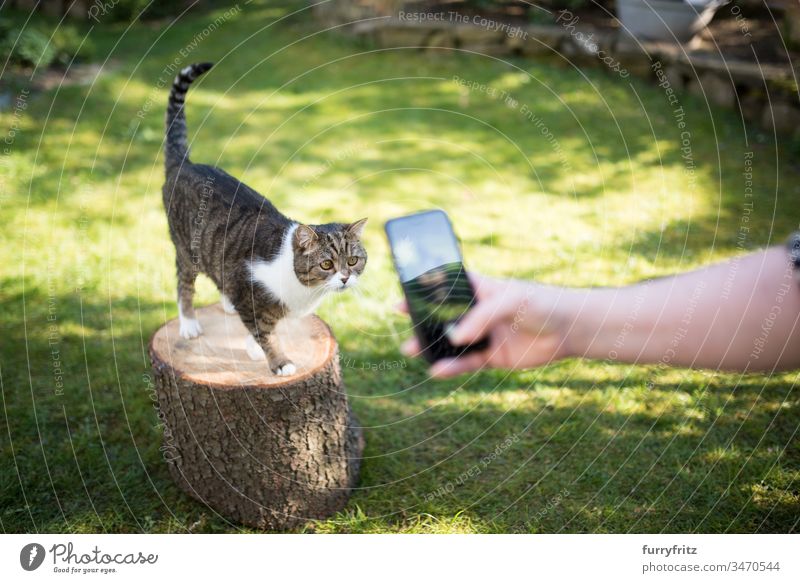 Katze wird im Garten mit einem Smartphone für social media fotografiert Fotografieren soziale Netzwerke Blick niedlich fluffig Fell Katzenbaby Langhaarige Katze