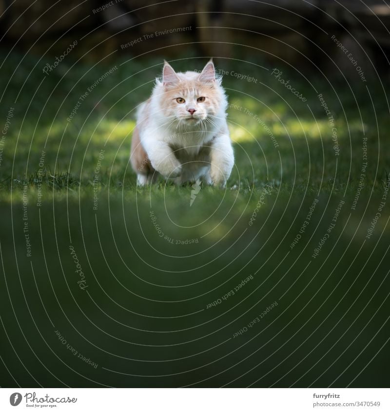 Maine Coon Katze bereit zum Angriff rennen in die Kamera schauen Garten Hirschkalb beige Creme-Tabby Langhaarige Katze Rassekatze Haustiere Katzenbaby Fell