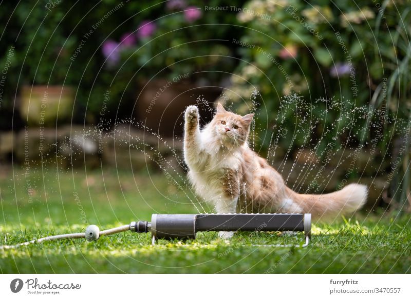 Maine Coon Katze spielt mit Wasser aus dem Rasensprenger im Garten Wasserstrahl nass platschen Sprinkleranlage Wiese Gras Vorder- oder Hinterhof Pflanzen