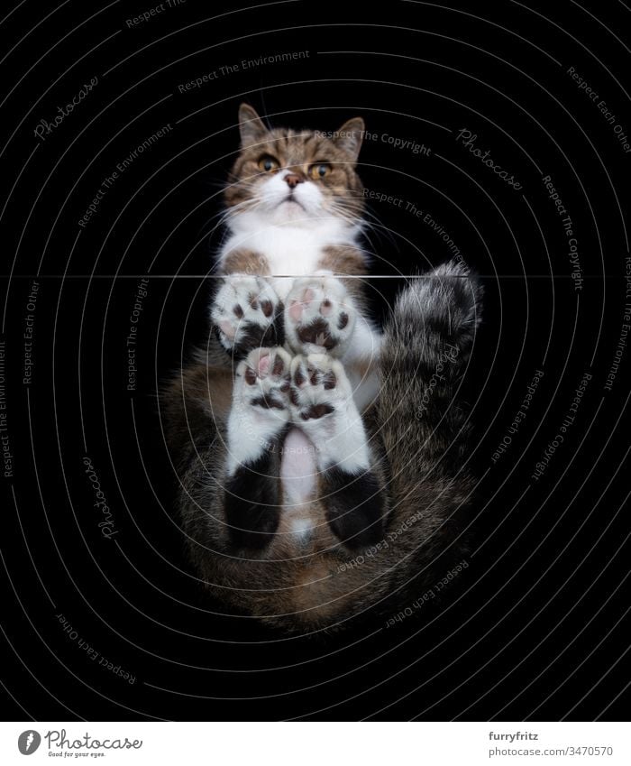 Unteransicht einer Britisch Kurzhaar Katze, die auf einem Glastisch sitzt Textfreiraum schwarzer Hintergrund Studioaufnahme Pfote haarig Zehenbohnen Haustiere