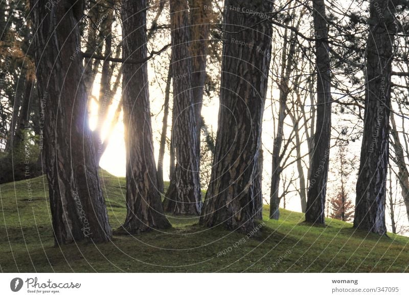 holz im Boden Natur Pflanze Erde Sonne Sonnenlicht Herbst Baum Gras Park dunkel hell grau grün Gelassenheit Wald Farbfoto Außenaufnahme Menschenleer