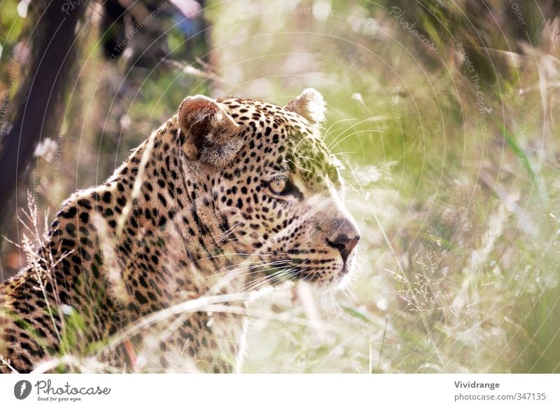 Leopard Ferien & Urlaub & Reisen Safari Auge Zoo Tier Gras Park wild Kruger Säugetier national Panthera pardus Raubtier Südafrika Tierwelt Morgen Sonnenstrahlen