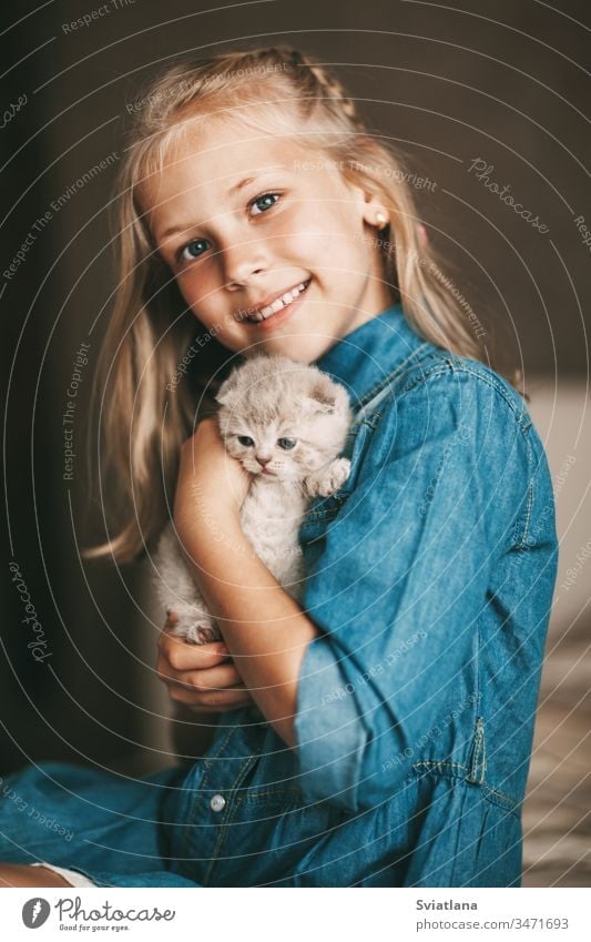 Mädchen umarmt und spielt ein kleines britisches Kätzchen Porträt schön Kaukasier Schönheit hübsch blau Frau Model heiter Atelier wenig Kleid attraktiv