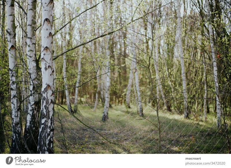 Birkenwald Außenaufnahme Natur Wald Baum Tag Umwelt Landschaft Menschenleer Farbfoto Frühling Forstwirtschaft