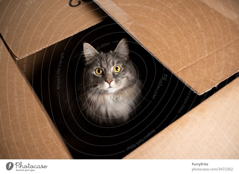süße Maine Coon Katze sitzt in einem Pappkarton und schaut in die Kamera Ein Tier im Innenbereich Haustiere Rassekatze Langhaarige Katze blau gestromt grau weiß