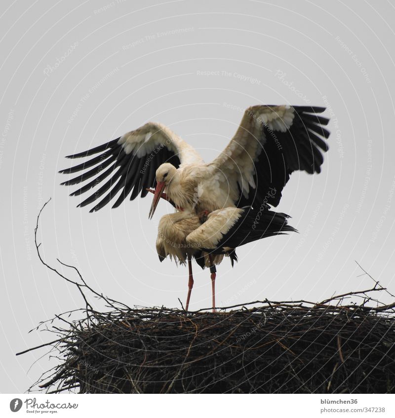 Eigenbedarf Tier Wildtier Vogel Storch 2 Brunft berühren Kommunizieren natürlich schwarz weiß Lebensfreude Frühlingsgefühle Liebe Verliebtheit Romantik