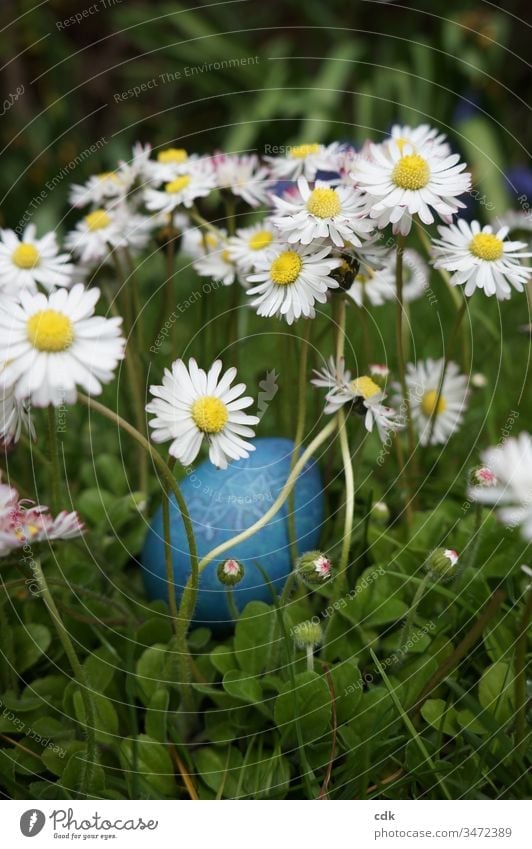 Osterfest | Ostern | blaues Ei liegt weich gebettet zwischen Gänseblümchen. Osterei Wiese Eier suchen Ostersonntag Ritual Brauch Kinderspaß christliches Fest