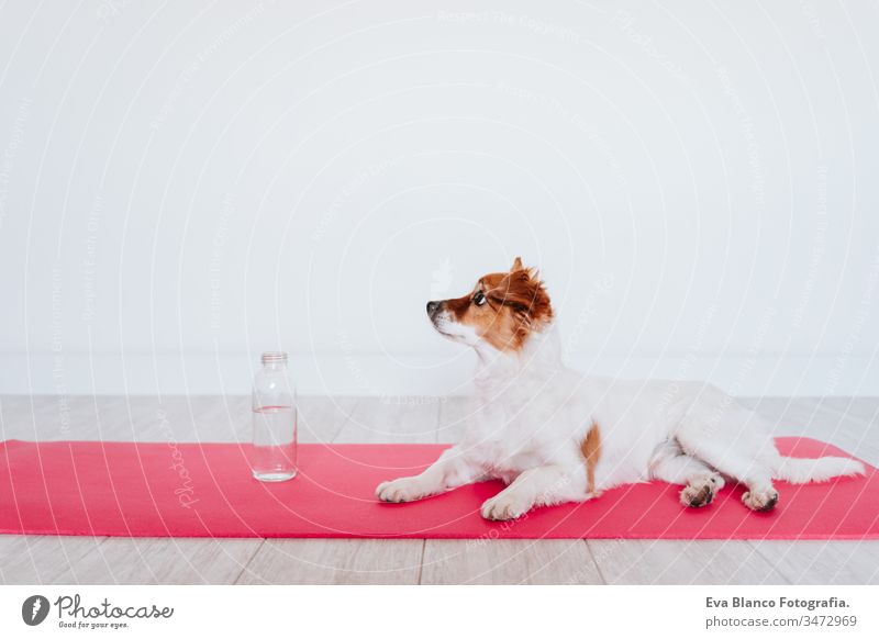 süßer kleiner Jack-Russell-Hund, der zu Hause auf einer Yogamatte liegt. Außerdem eine Flasche Wasser. Gesunder Lebensstil im Haus Frau heimwärts Unterlage