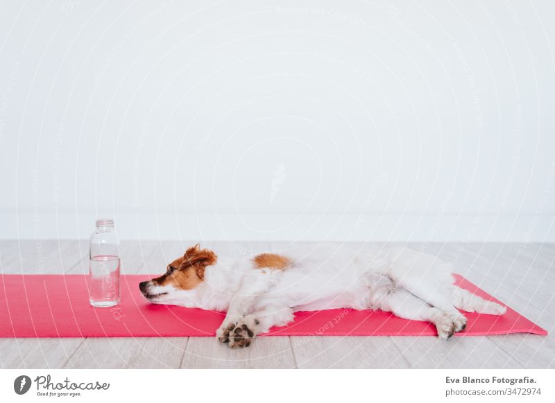 süßer kleiner Jack-Russell-Hund, der zu Hause auf einer Yogamatte liegt. Außerdem eine Flasche Wasser. Gesunder Lebensstil im Haus Frau heimwärts Unterlage