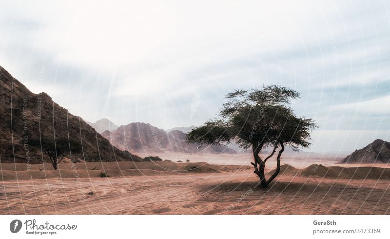 Sonnenstrahlen scheinen auf einen Baum in der Wüste ohne Menschen in Ägypten Afrika eden Sharm El Sheikh allein hell Wolken farbig dunkel wüst Menschenleer