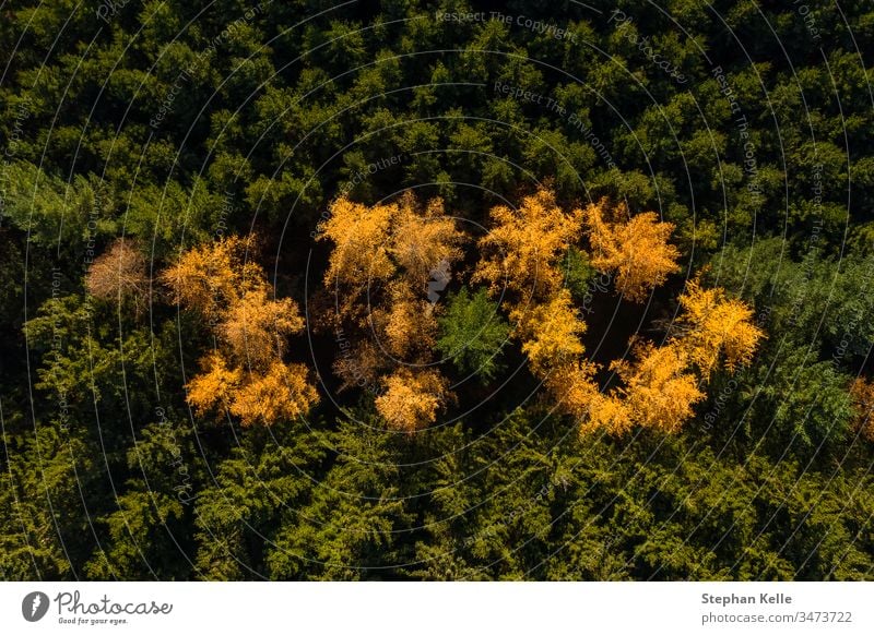 Luftperspektive des Herbstwaldes mit grün und gelb gefärbten Bäumen. Antenne Wald fallen Dröhnen Hubschrauber Kontrast Natur reisen malerisch schön natürlich