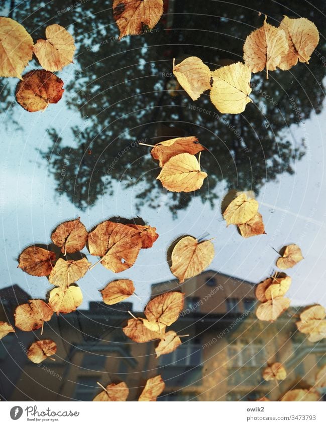 Vorläufig Herbst Herbstlaub Blätter Laubblätter PKW Fahrzeug Frontscheibe Glas Spiegelung Reflexion & Spiegelung Stadt Haus Baum Himmel Außenaufnahme Straße