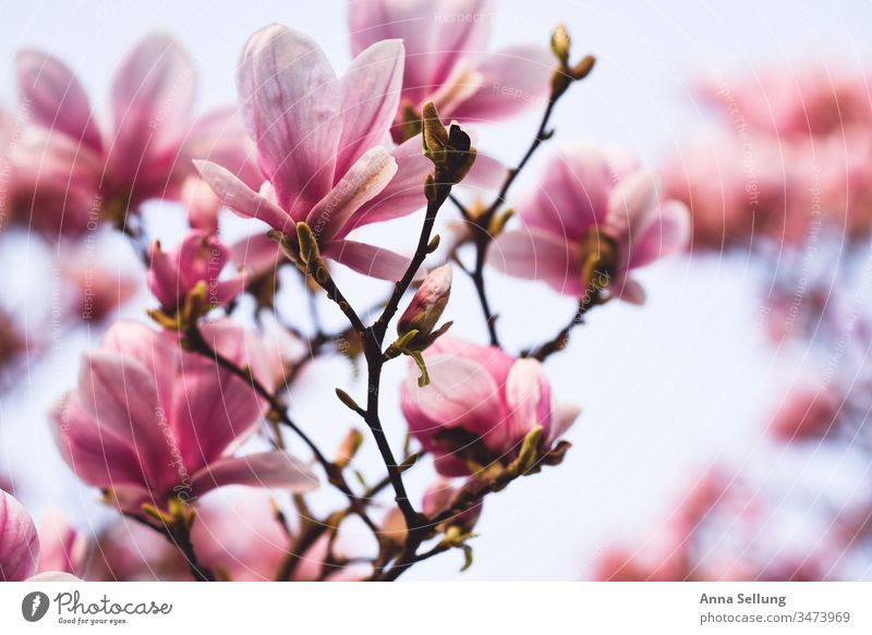Magnolienblüten in voller Pracht mit hellem Hintergrund spazieren Unschärfe achtsam Achtsamkeit Positiv Blütenknospen Inspiration Fröhlichkeit Duft Blumenliebe