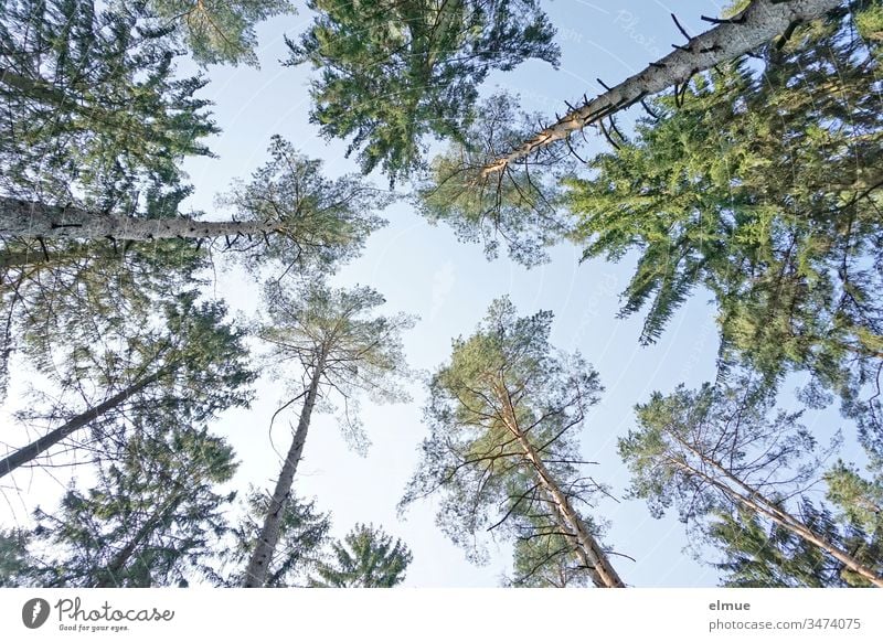 zahlreiche Nadelbaumspitzen aus der Froschperspektive bei blauem Himmel Wald nach oben grün himmelwärts Stamm formatfüllend Baum hoch Schönes Wetter