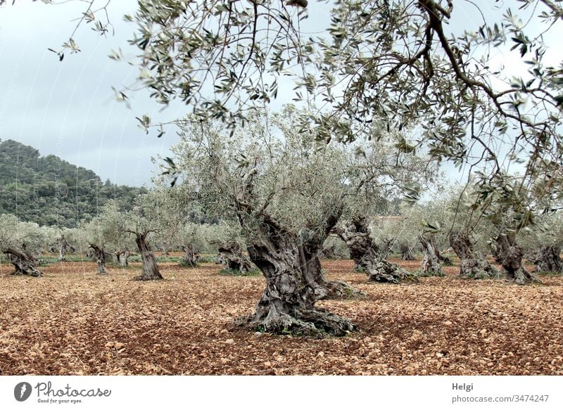 uralte knorrige Olivenbäume in einem Olivenhain Olivenbaum Landschaft Umwelt Natur Baum Nutzpflanze Außenaufnahme Farbfoto Menschenleer Landwirtschaft Mallorca