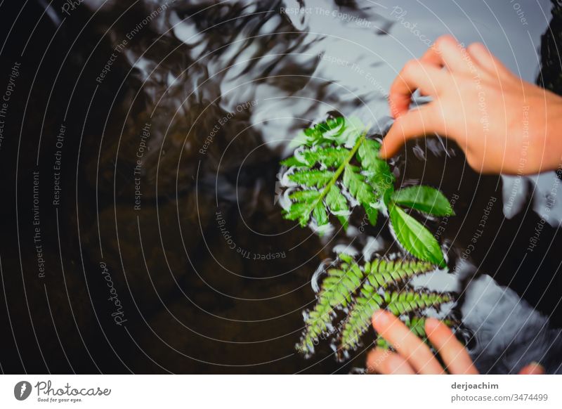 Kinderhände legen grüne Blätter in einen leicht fließenten Fluss. Außenaufnahme Farbfoto Blatt Natur Menschenleer natürlich Nahaufnahme schön Pflanze Wachstum