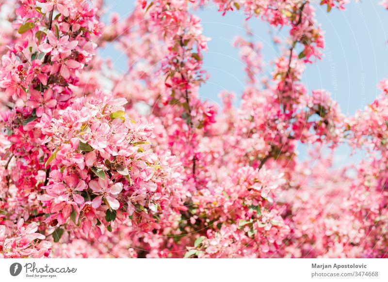 Wunderschön blühende Kirschblüte im Frühling April Hintergrund Blütezeit Überstrahlung Blühend botanisch Botanik Ast hell Blütenknospen Kirsche Nahaufnahme