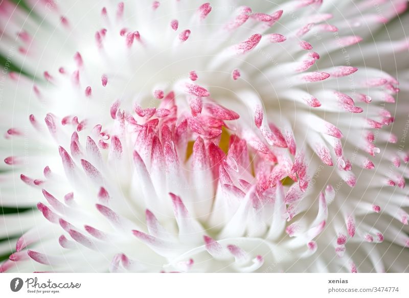 Makroaufnahme: geschlossenes großes Gänseblümchen in Weiß und Rosa Blüte Maßliebchen Blume weiß rosa Zungenblüten Frühling Pflanze Studioaufnahme schön