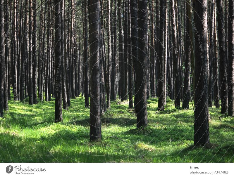 see some ... Umwelt Natur Landschaft Pflanze Schönes Wetter Baum Gras Moos Wildpflanze Wald natürlich Wahrheit Ehrlichkeit Zufriedenheit Partnerschaft