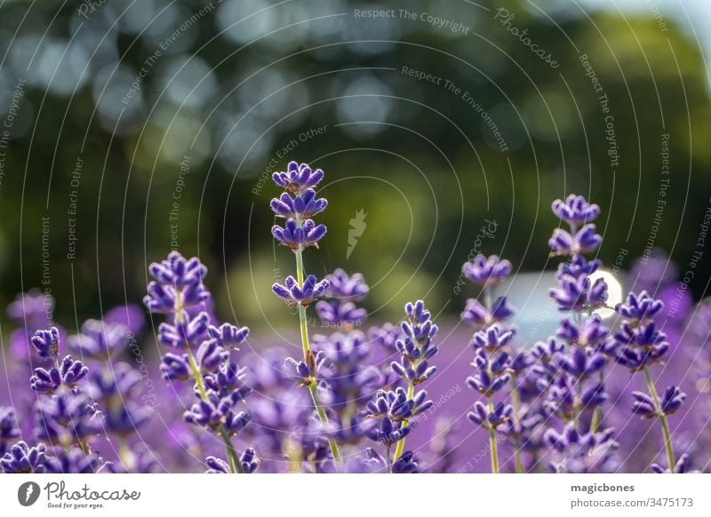 Feld mit Lavendelblüten (lavandula angustifolia) Blume Ackerbau Aromatherapie aromatisch Hintergrund Blütezeit Überstrahlung abschließen Nahaufnahme Farbe