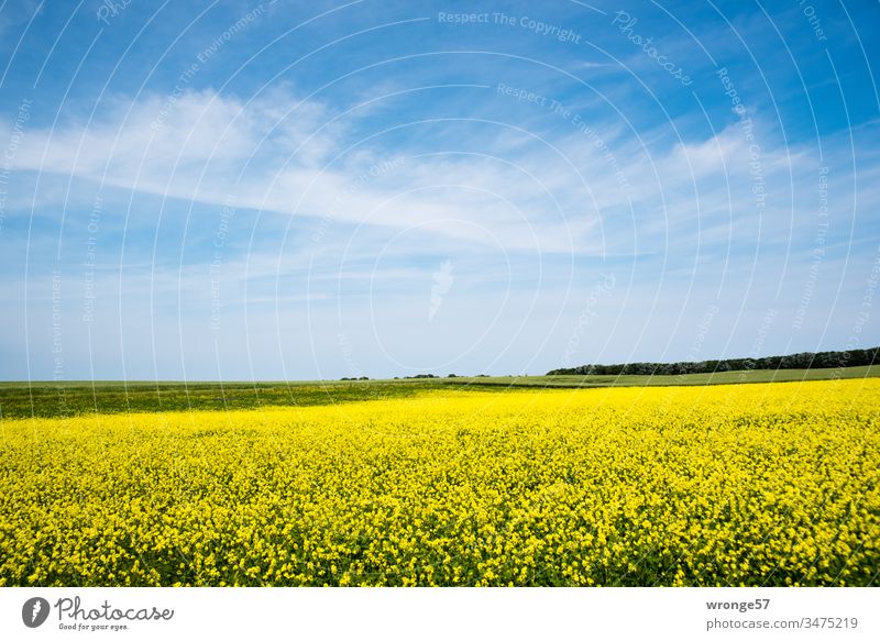 Blühendes Rapsfeld unter blauen Himmel mit zarten Wolken auf der Insel Rügen Rapsblüte gelb Sonnenschein schönes Wetter Landschaft Außenaufnahme Farbfoto Feld