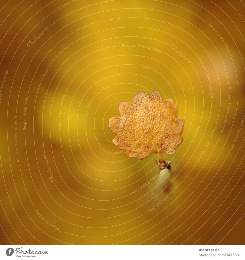 Gelbgold Umwelt Natur Pflanze Herbst Schönes Wetter Blatt Grünpflanze Wildpflanze dünn authentisch einfach natürlich trocken wild weich gelb Farbfoto