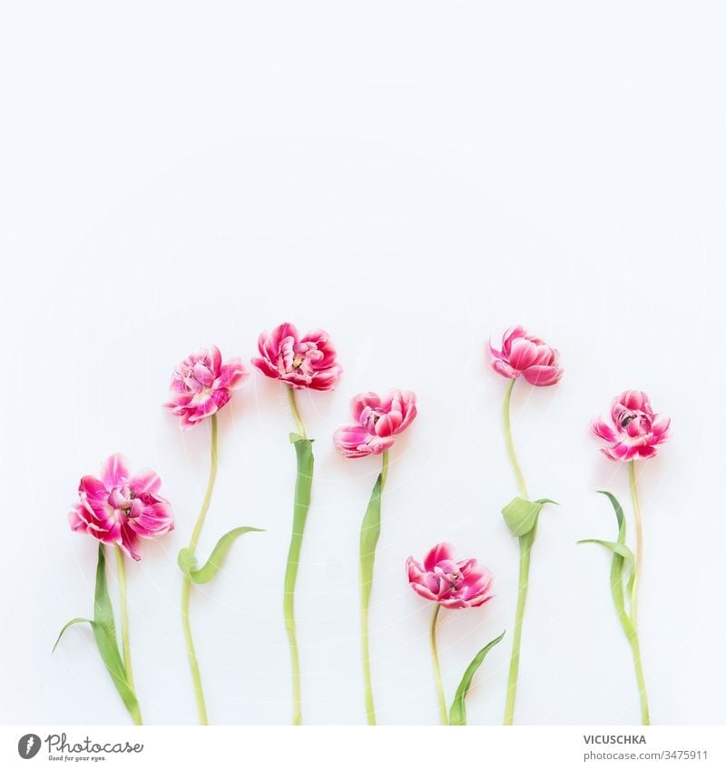 Zartrosa Tulpen mit Stielen und Blättern auf weißem Hintergrund. Blumenbordüre. Frühlingskonzept. Grußkarte zum Muttertag. Schönheit filigran Stängel geblümt