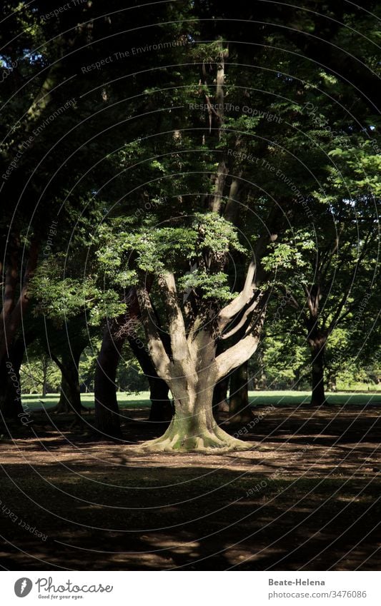 Zentralbaum Wald äste Stärke Natur wachsen Grün