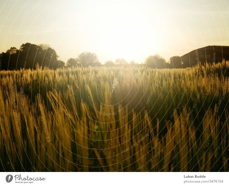 Kornfeld / Feld mit schönem Sonnenuntergang in Bayern, Deutschland Feldfrüchte Mais Landschaft Himmel Natur Weizen Sommer Gras Ackerbau Wiese Bauernhof