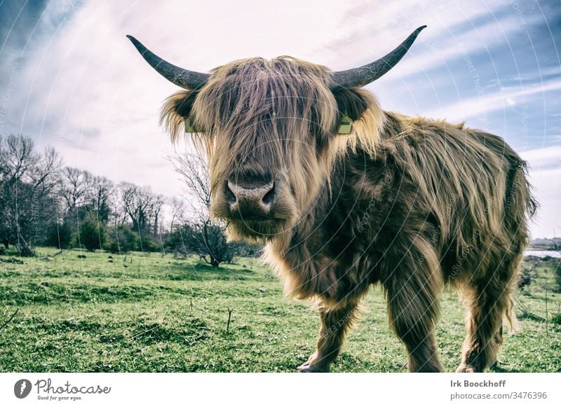 Schottisches Langhorn Rind Galloway Schottland Außenaufnahme Farbfoto Natur Tier Kuh Menschenleer Landschaft Tierporträt braun Gras Nutztier Himmel Umwelt