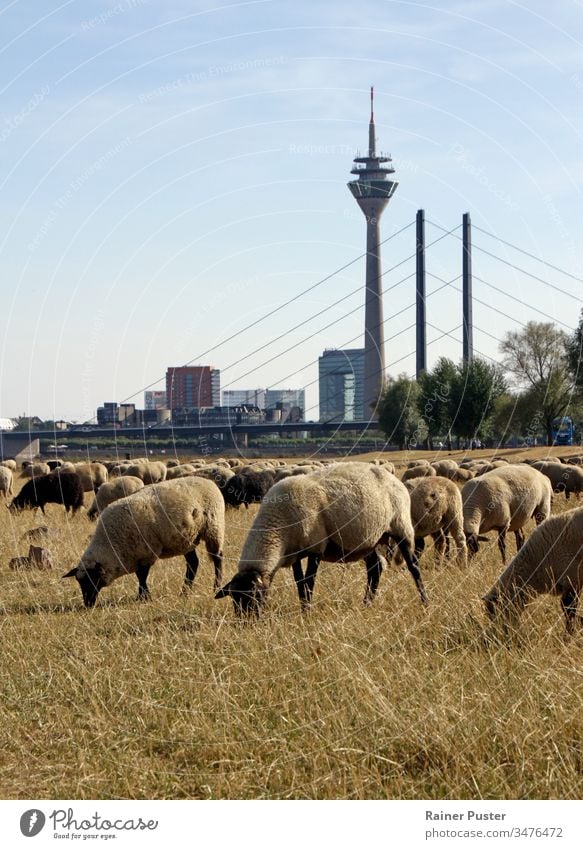 Klimawandel: Schafherde auf einem Trockenfeld in Düsseldorf, Deutschland Extremwetter erwärmen Hitzewelle Schwarm Dürre trocknen eingetrocknet Feld Großstadt
