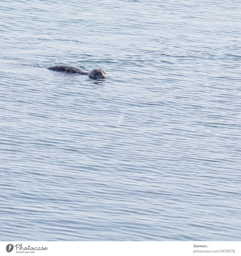 Scheue Neugier Seelöwe Robbe Tierporträt Meer ozean wellen Wasser Lebewesen Natur Küste Außenaufnahme Farbfoto Säugetier blau Wildtier Umwelt Robben