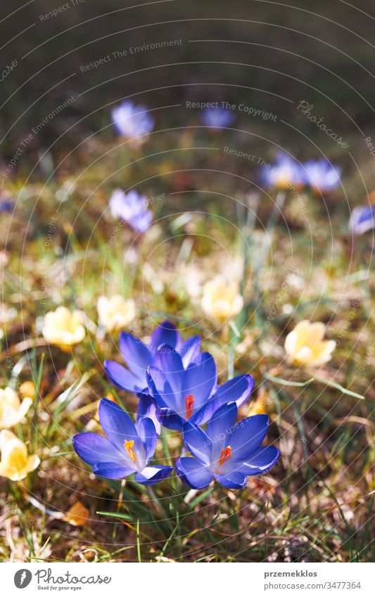 Krokus-Wildblumen blühen zu Beginn des Frühlings Erwachen des Frühlings Blume Krokusse Überstrahlung Blütezeit blau wild Park Wandel & Veränderung geblümt