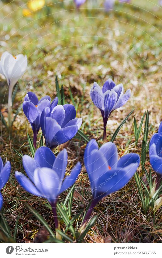 Krokus-Wildblumen blühen zu Beginn des Frühlings Erwachen des Frühlings Blume Krokusse Überstrahlung Blütezeit blau wild Park Wandel & Veränderung geblümt
