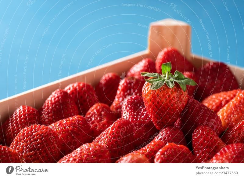 Erdbeeren in einer Schachtel. Reife Bio-Erdbeeren in Nahaufnahme Ackerbau Beeren Blauer Hintergrund Kasten farbenfroh Container Kiste Ernte lecker Dessert Diät