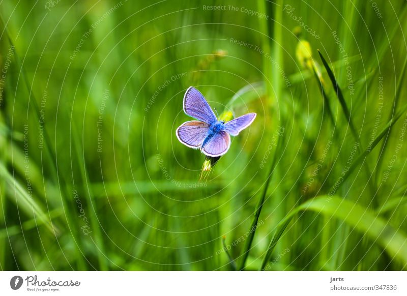 blickfang Natur Pflanze Tier Sommer Schönes Wetter Gras Wiese Wildtier Schmetterling 1 frisch schön natürlich blau Farbfoto Außenaufnahme Menschenleer