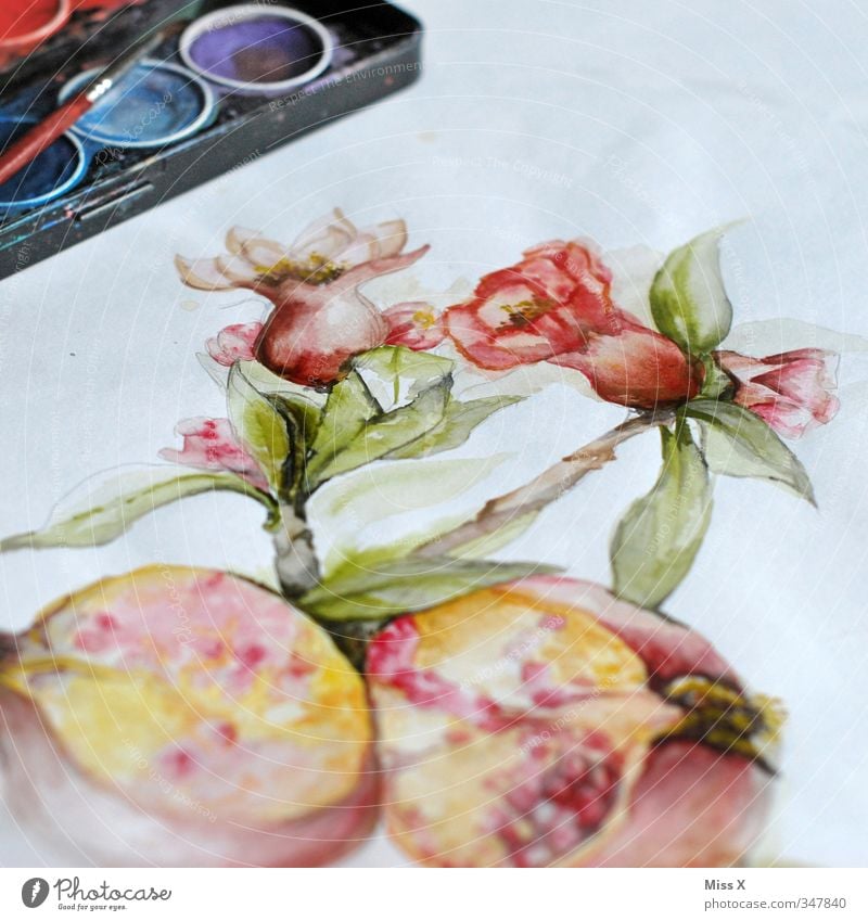 Aquarell Freizeit & Hobby Kunst Kunstwerk Gemälde zeichnen mehrfarbig Kreativität malen Farbstoff Farbkasten Pinsel Granatapfel Blüte Farbenspiel Papier