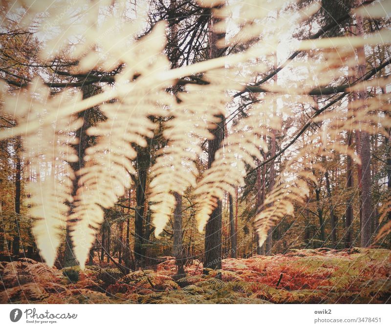Staubwedel Farn Fächer Wald Herbst Natur Außenaufnahme Farbfoto Pflanze Menschenleer Tag Umwelt Licht Wachstum Sträucher Nahaufnahme braun Landschaft natürlich