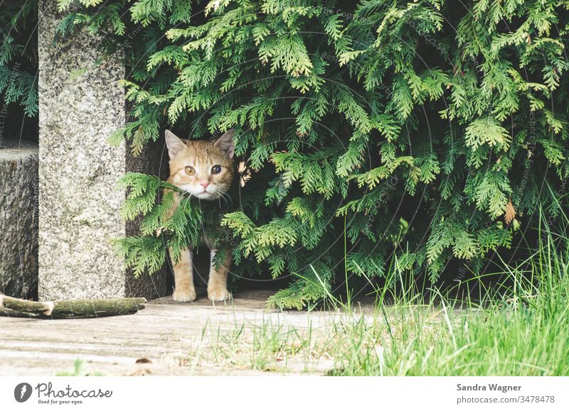Ein roter Kater sitzt im Unterholz Katze kater Bäume gestrüpp garten stein neugierig interessiert grün hecke tuje tier haustier farbfoto tierportrait