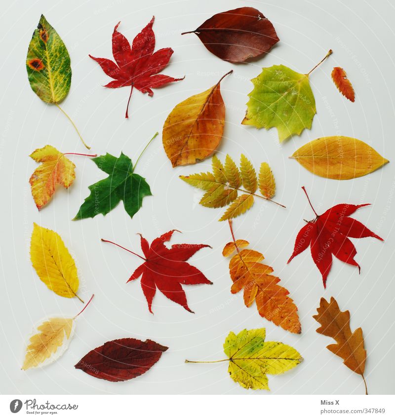 Bunte Sammlung Herbst Blatt mehrfarbig Herbstlaub herbstlich Eichenblatt Buchenblatt Ahornblatt Ebereschenblätter Herbstbeginn Herbstfärbung Farbfoto