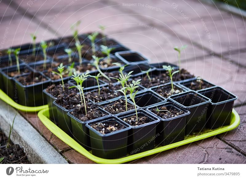 Sämlinge von Blumen in Töpfen auf einem Tablett. Botanik Gartenarbeit wachsend Kunststoff Boden Frühling kultivieren zerbrechlich Hobby sprießen jung Pflanzen