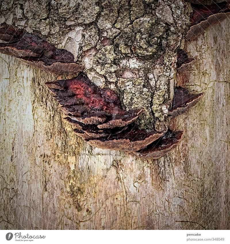 die siedler Natur Pflanze Urelemente Baum Wald Holz Zeichen Diät gebrauchen hängen hocken tragen Pilz Baumpilz Baumrinde entern einnehmen besiedeln