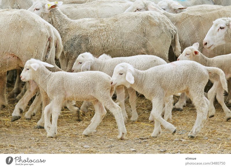 Lämmer in einer vorbeiziehenden Schafherde Lamm laufen Jungtier Herdentrieb Landwirtschaft Bauernhof Mutterschaf Tier ländlich Wolle Wolllieferant viele