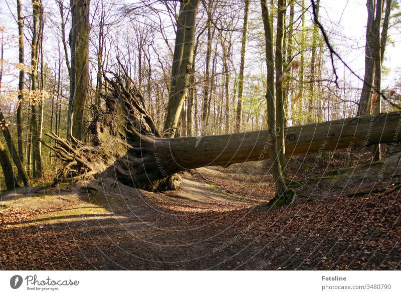 Sabine haut den Stärksten um - oder ein Baum im Wald, der vom Sturm Sabine entwurzelt wurde Natur Landschaft Außenaufnahme Farbfoto Umwelt Menschenleer Pflanze